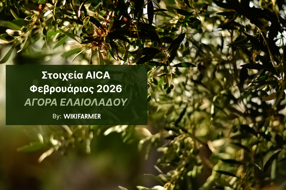 Φεβρουάριος 2026: Άνοδος αποθεμάτων, σταθερή ζήτηση στην ισπανική αγορά ελαιολάδου