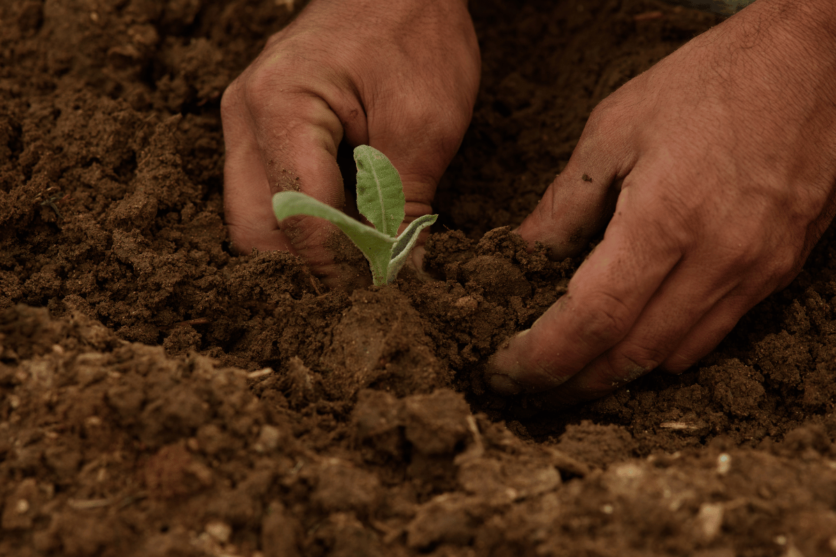 10 essential stages of transitioning to regenerative agriculture