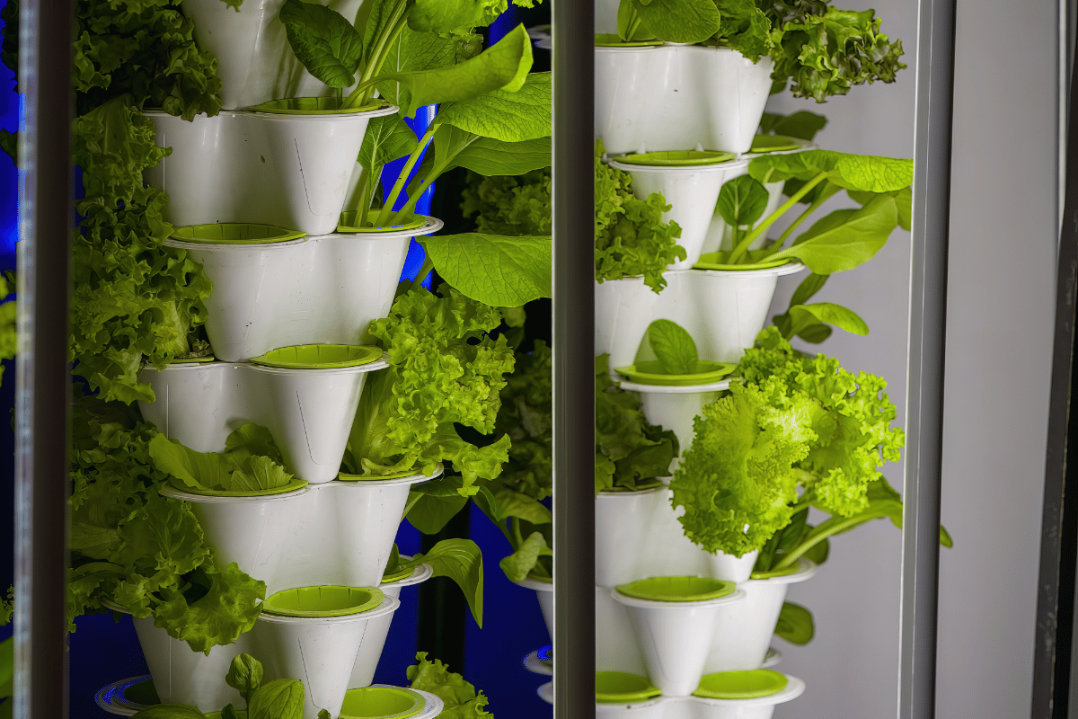 40 years of chasing the perfect hydroponic system