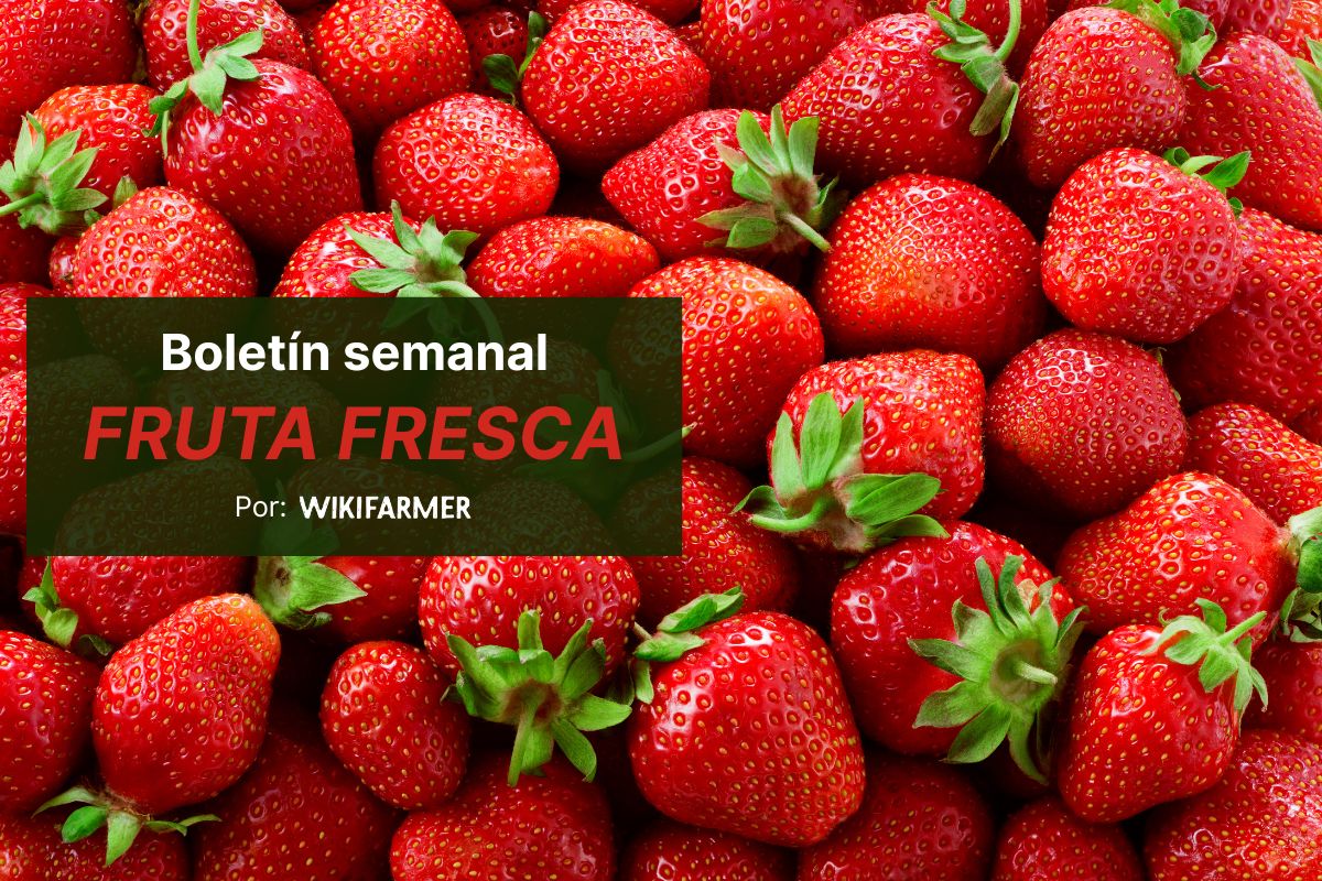 Las fresas griegas más baratas que las españolas e italianas en los mercados mayoristas europeos esta semana