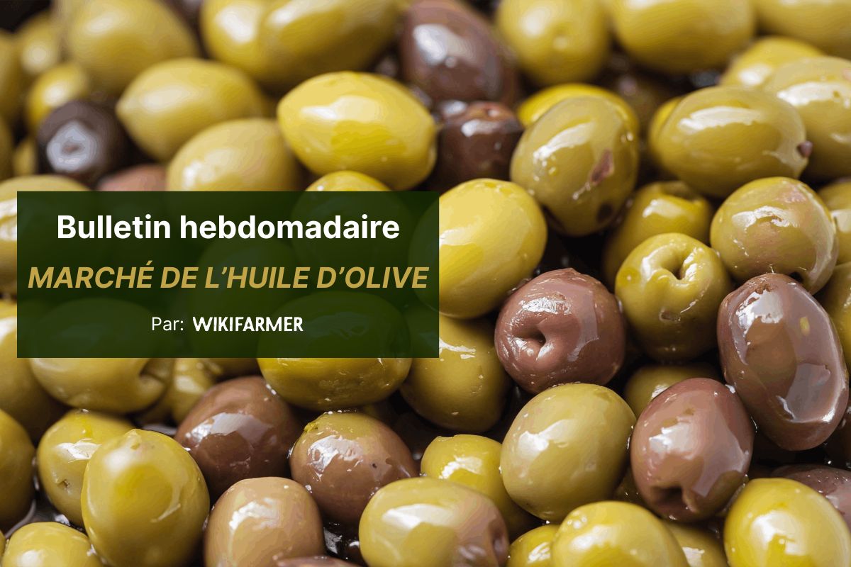 Peu d'échanges et prix stables sur le marché méditerranéen de l'huile d'olive cette semaine