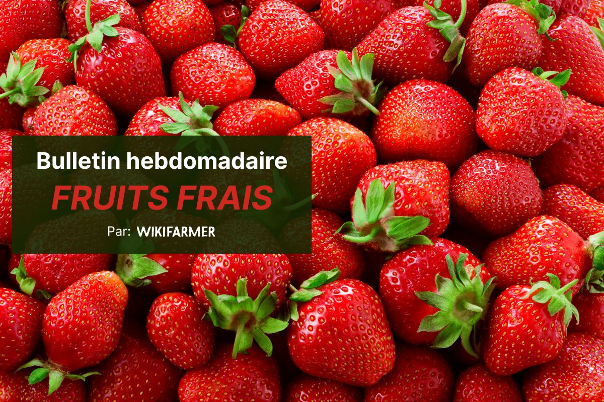 Bulletin hebdomadaire du marché des fruits frais, par Wikifarmer Les fraises grecques affichent des prix inférieurs aux espagnoles et italiennes sur les marchés de gros européens cette semaine