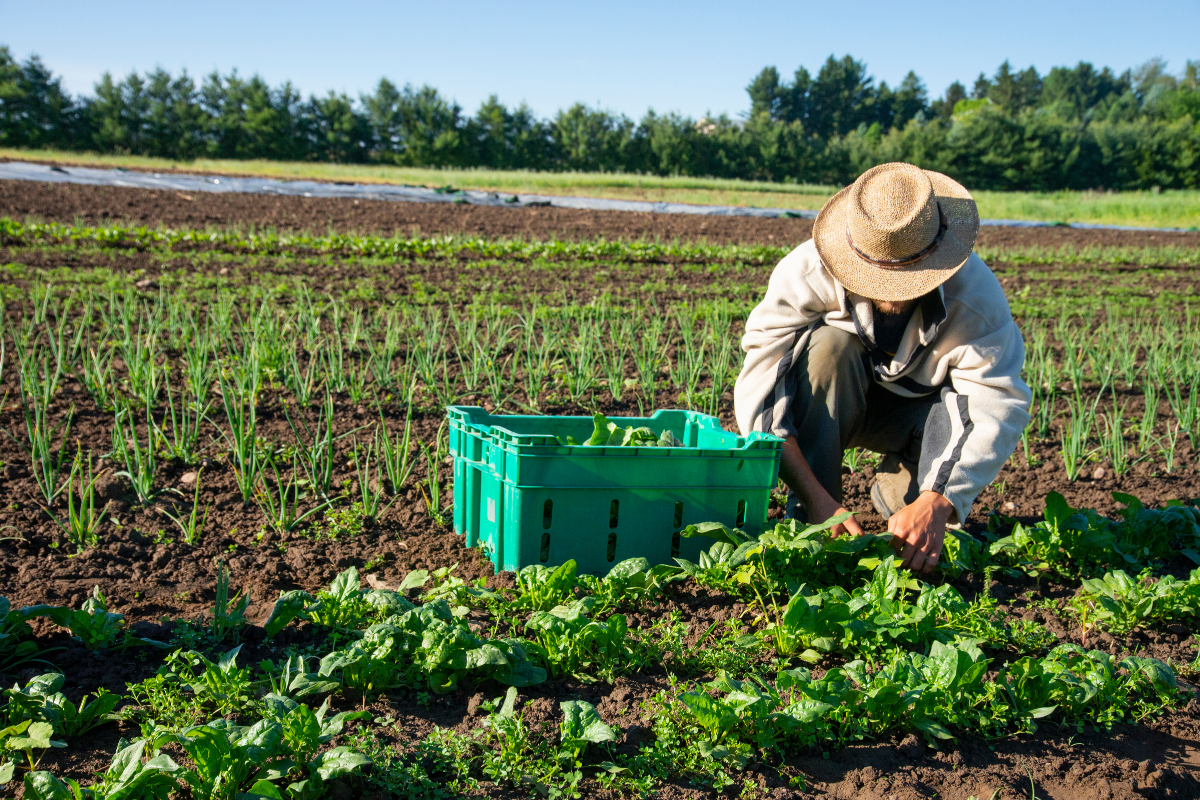 EU organic farmland almost doubled in a decade but the 2030 target is still out of reach