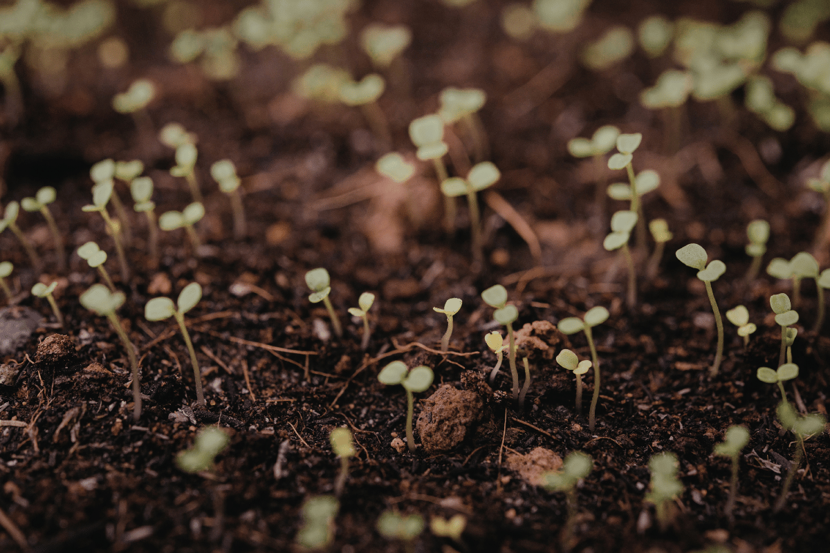 Engineering the soil microbiome for climate-resilient agriculture Engineering the soil microbiome for climate-resilient agriculture