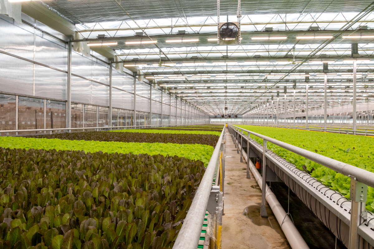 Feed costs and financial performance: Hydroponic fodder vs. grain-fed beef Feed costs and financial performance: Hydroponic fodder vs. grain-fed beef