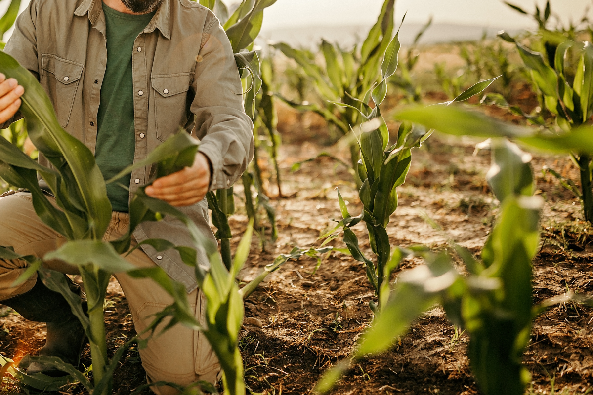 How Zimbabwean farmers are adapting to climate change
