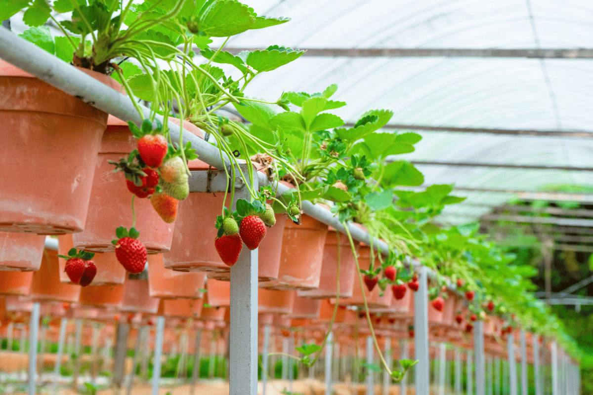 How climate change is affecting greenhouse strawberry farming in Manolada