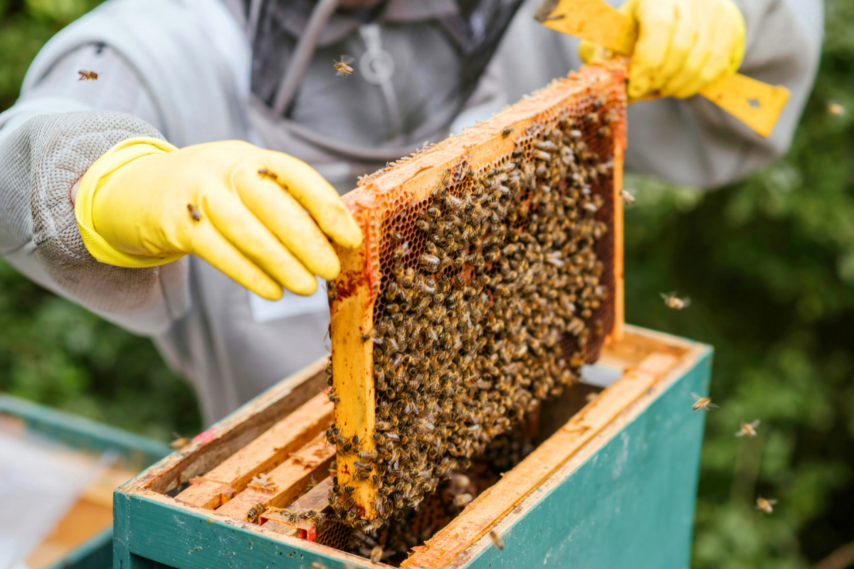 How to practice sustainable apiculture and avoid common mistakes How to practice sustainable apiculture and avoid common mistakes