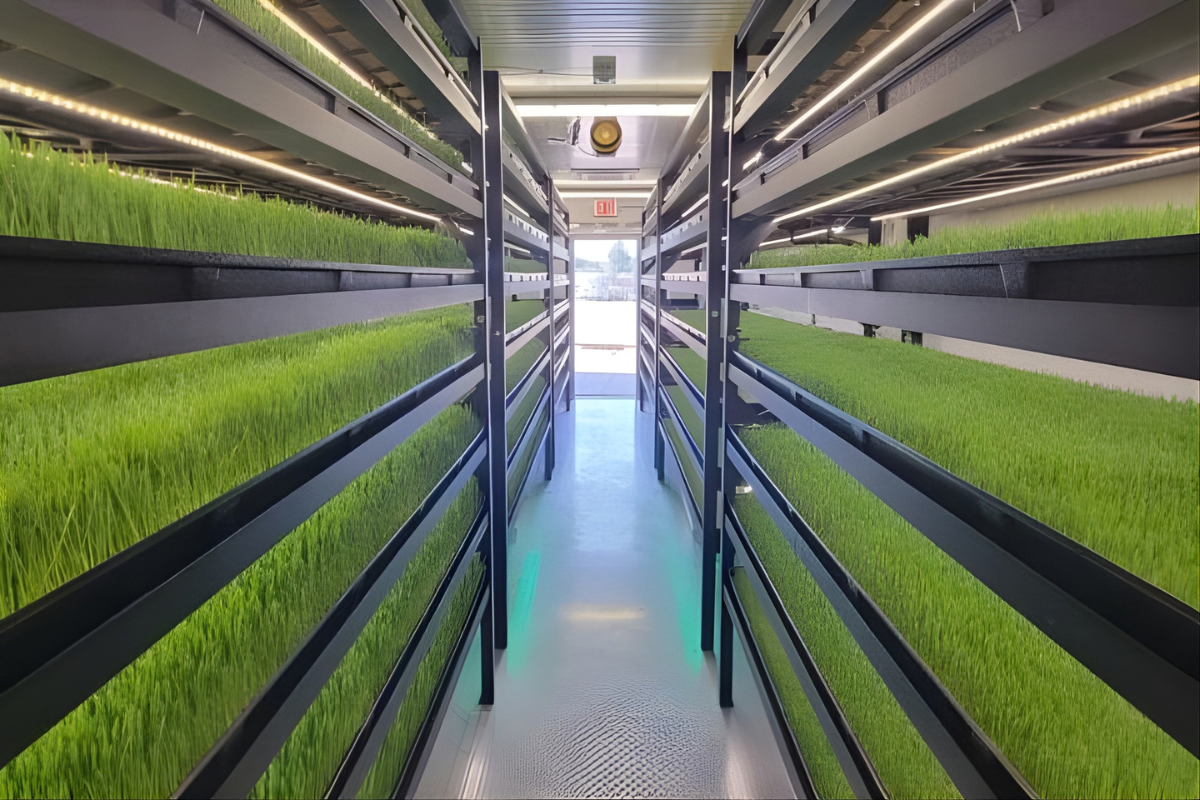 Hydroponic fodder vs. grain finishing for beef steers: A 5-month field trial