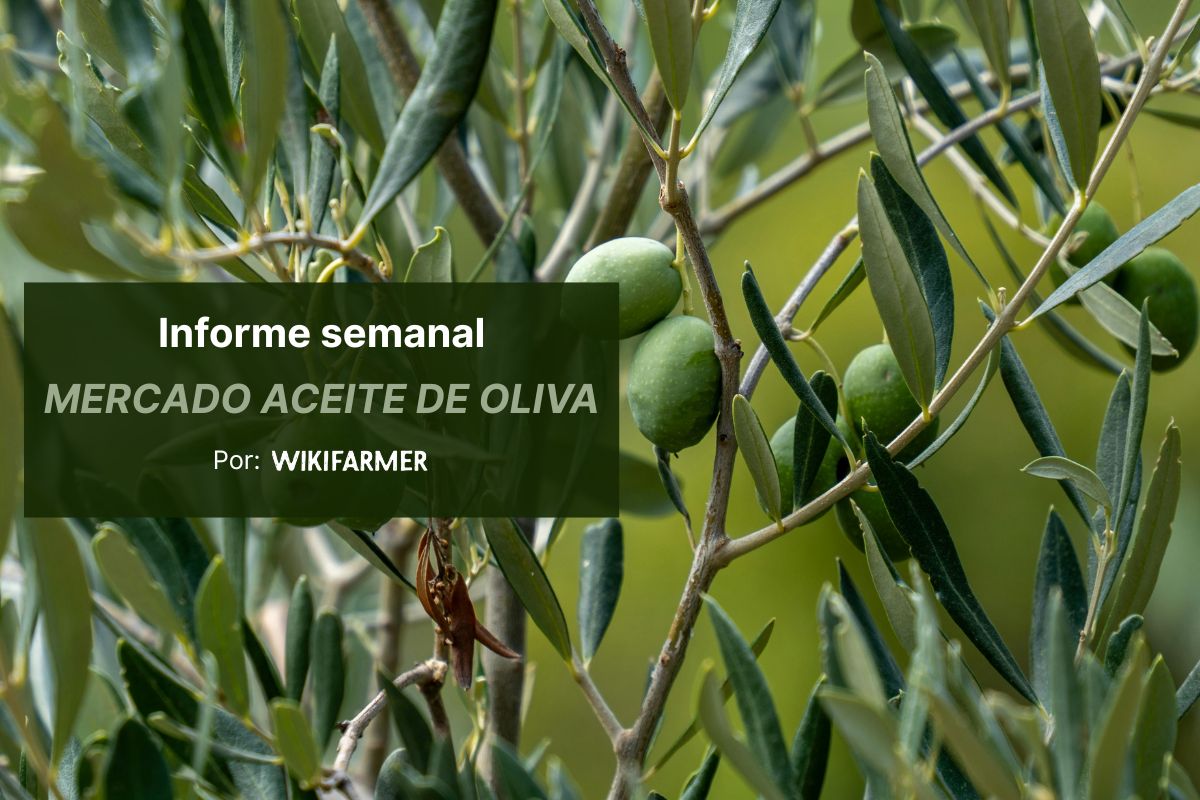 El mercado del aceite de oliva en pausa antes de Semana Santa