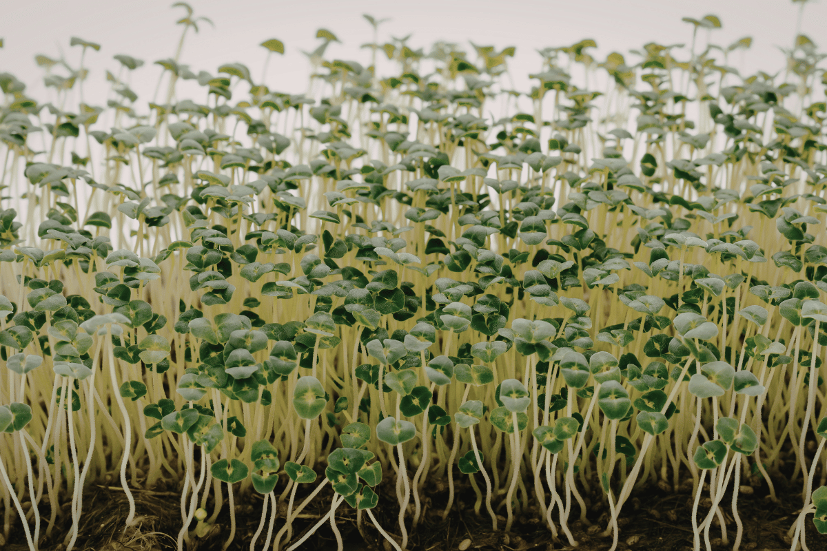 Is it worth growing microgreens as a business