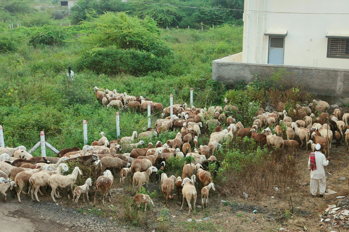 Issues and irregularities between livestock farmers and middlemen in Nigeria Issues and irregularities between livestock farmers and middlemen in Nigeria