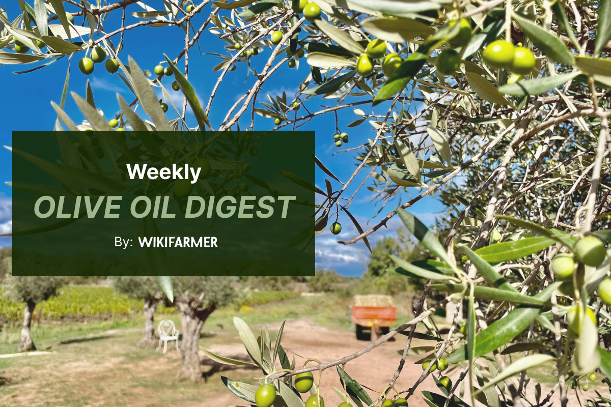 Olive oil market shows signs of correction amid buyer pause, EVOO prices soften Olive oil market shows signs of correction amid buyer pause, EVOO prices soften