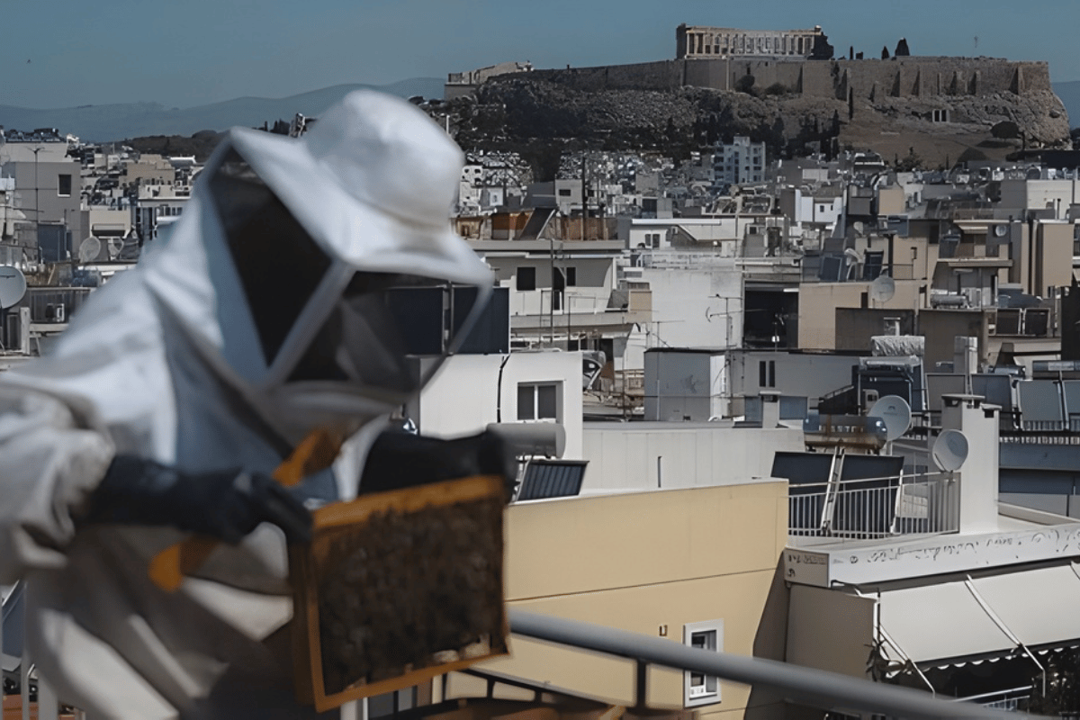 Urban beekeeping in Athens, a peaceful synergy with bees