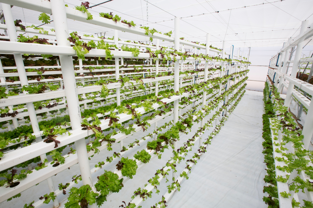 Vertical farming and the challenge of ultra-processed foods Vertical farming and the challenge of ultra-processed foods