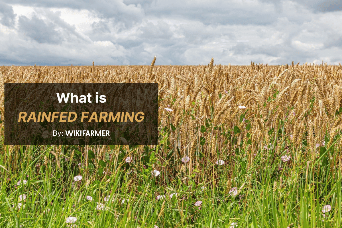 What does rainfed farming mean What does rainfed farming mean?