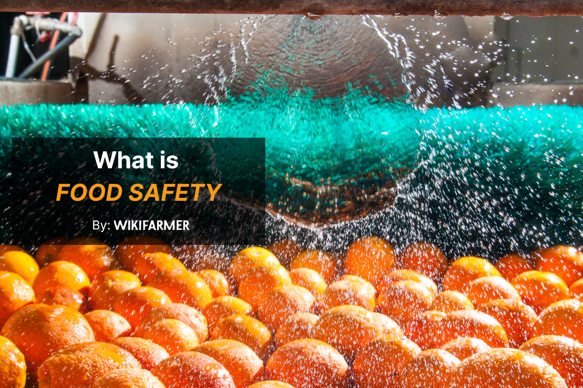 What is food safety What is food safety and why does it matter in agriculture?