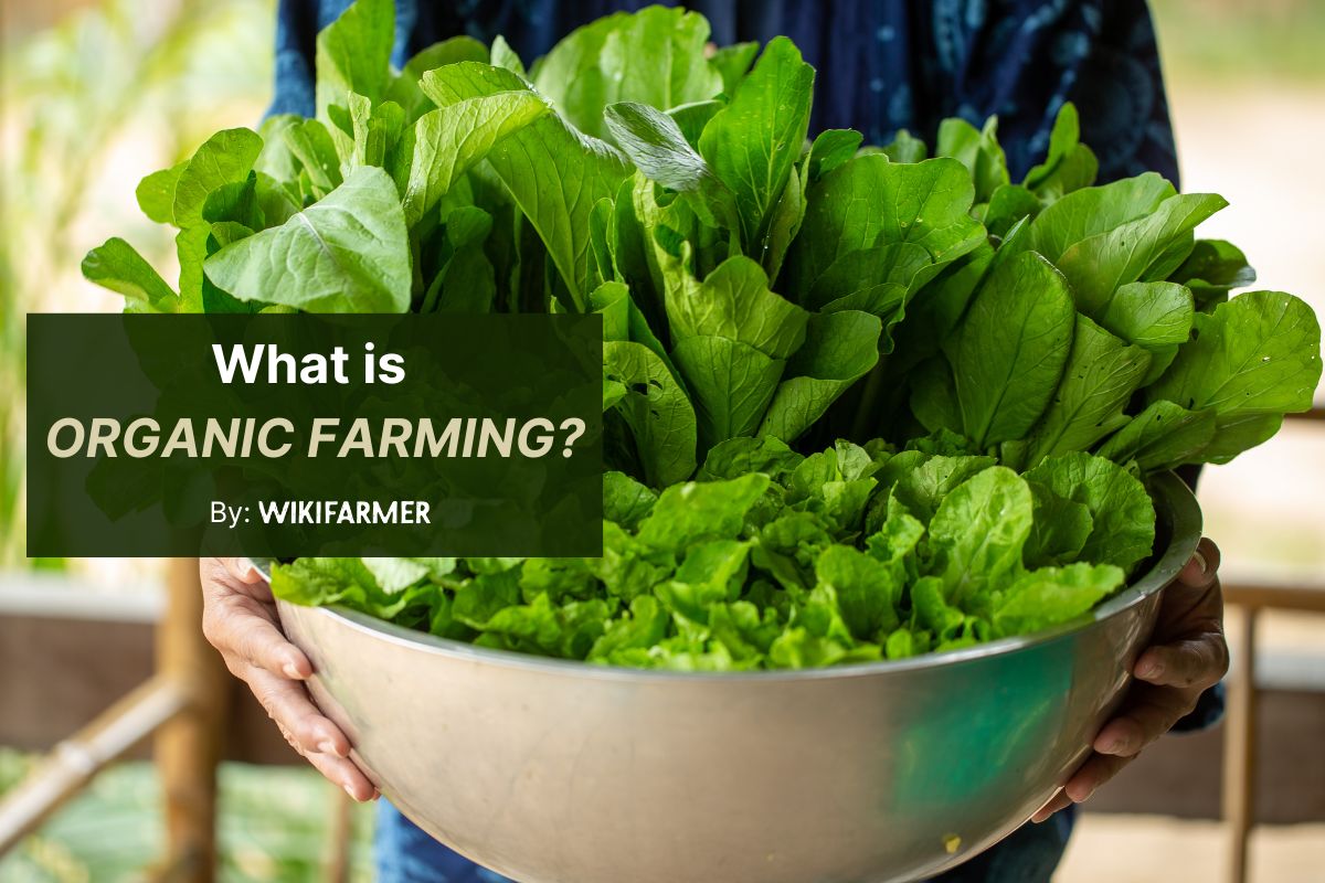 What is organic farming What is organic farming?