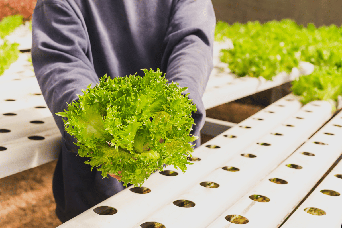 Why hydroponics is the key to food security on islands Why hydroponics is the key to food security on islands