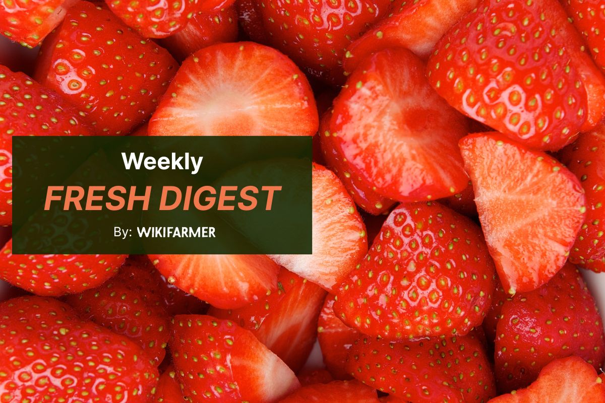 Wikifarmer Weekly Fresh Fruit Market Digest Strawberry prices plunge across EU markets as blood oranges rise and lemons diverge