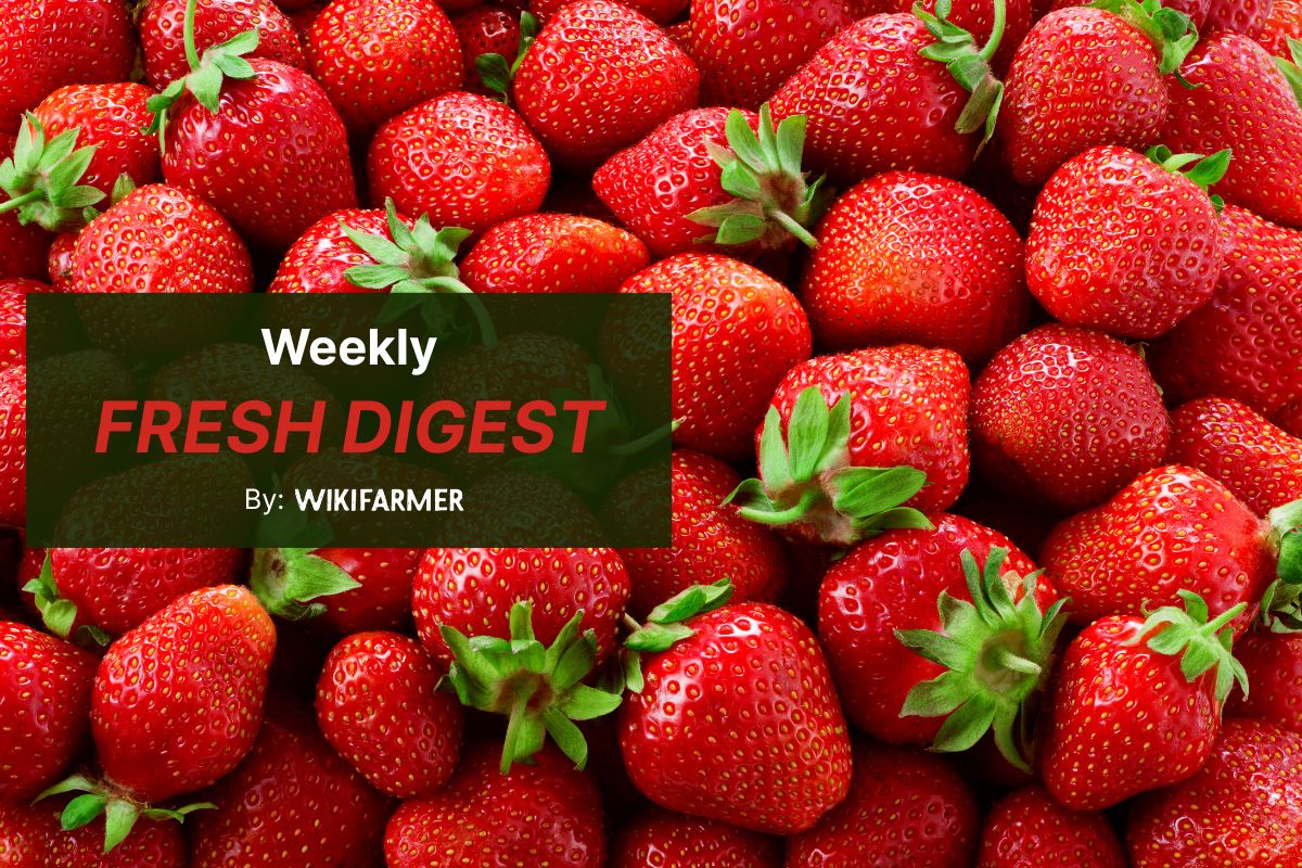 Greek strawberries undercut Spanish and Italian prices in EU wholesale markets this week