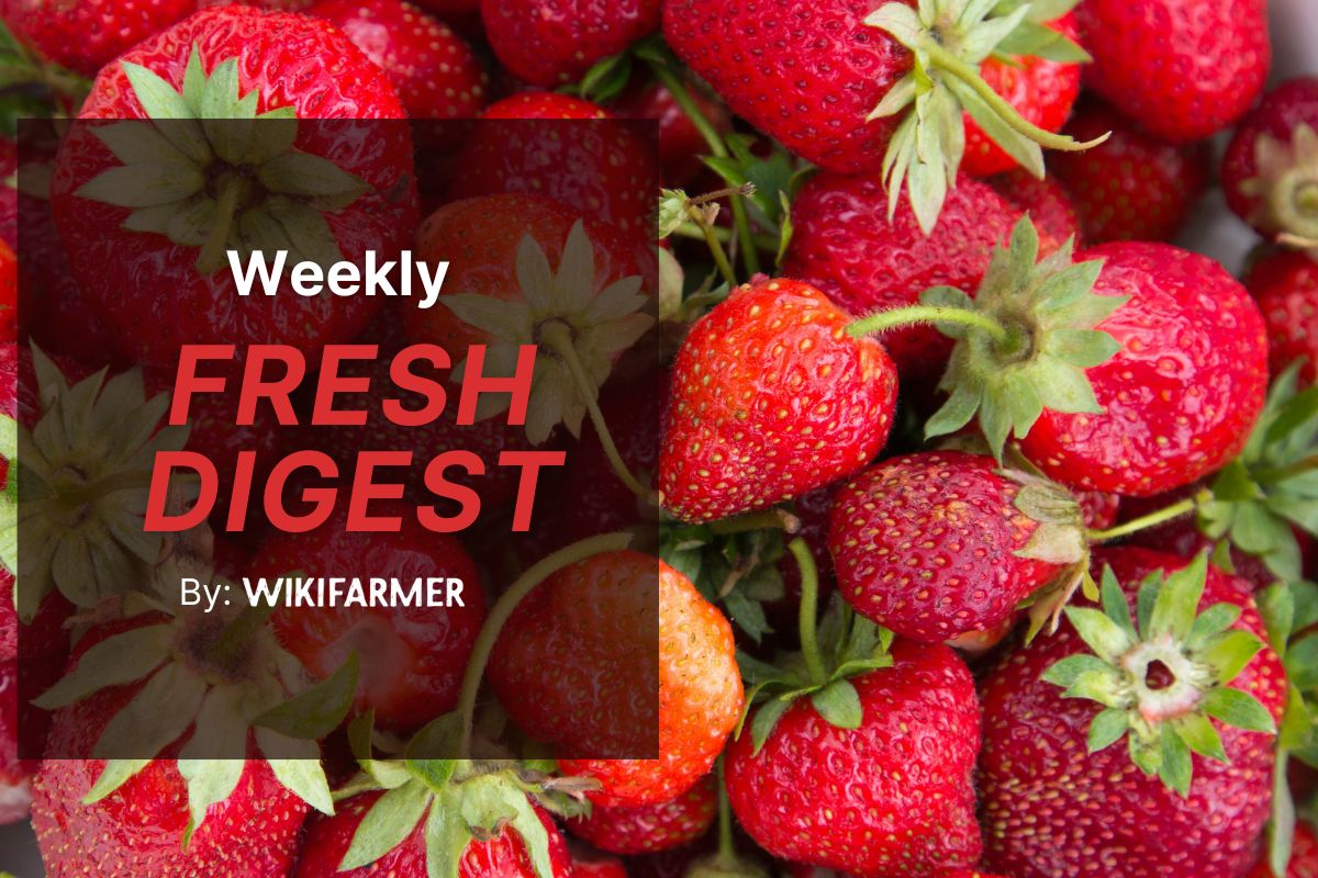 Wikifarmer Weekly Fresh Market Digest EU fruit markets: Strawberry prices stabilize as citrus climbs