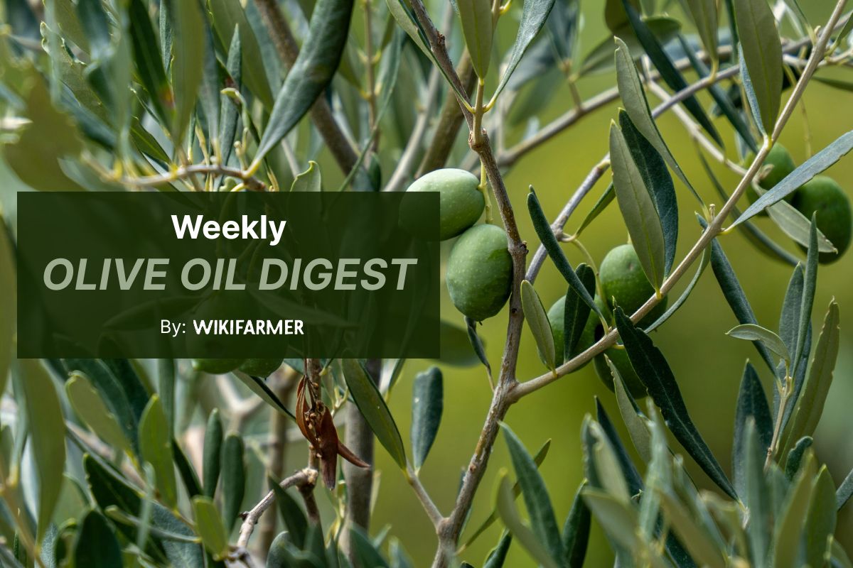 Olive oil market activity slows ahead of Easter break