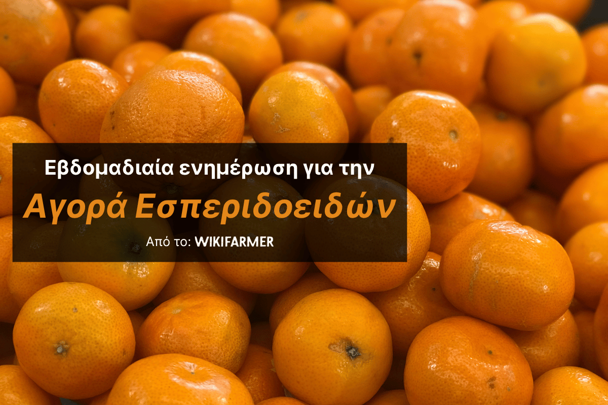Η σεζόν των εσπεριδοειδών στην ευρωπαϊκή αγορά ολοκληρώνεται