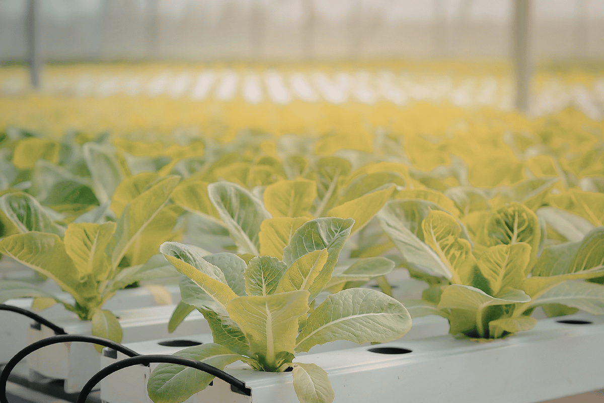 5 dangerous myths in indoor farming, and why they persist 5 dangerous myths in indoor farming, and why they persist