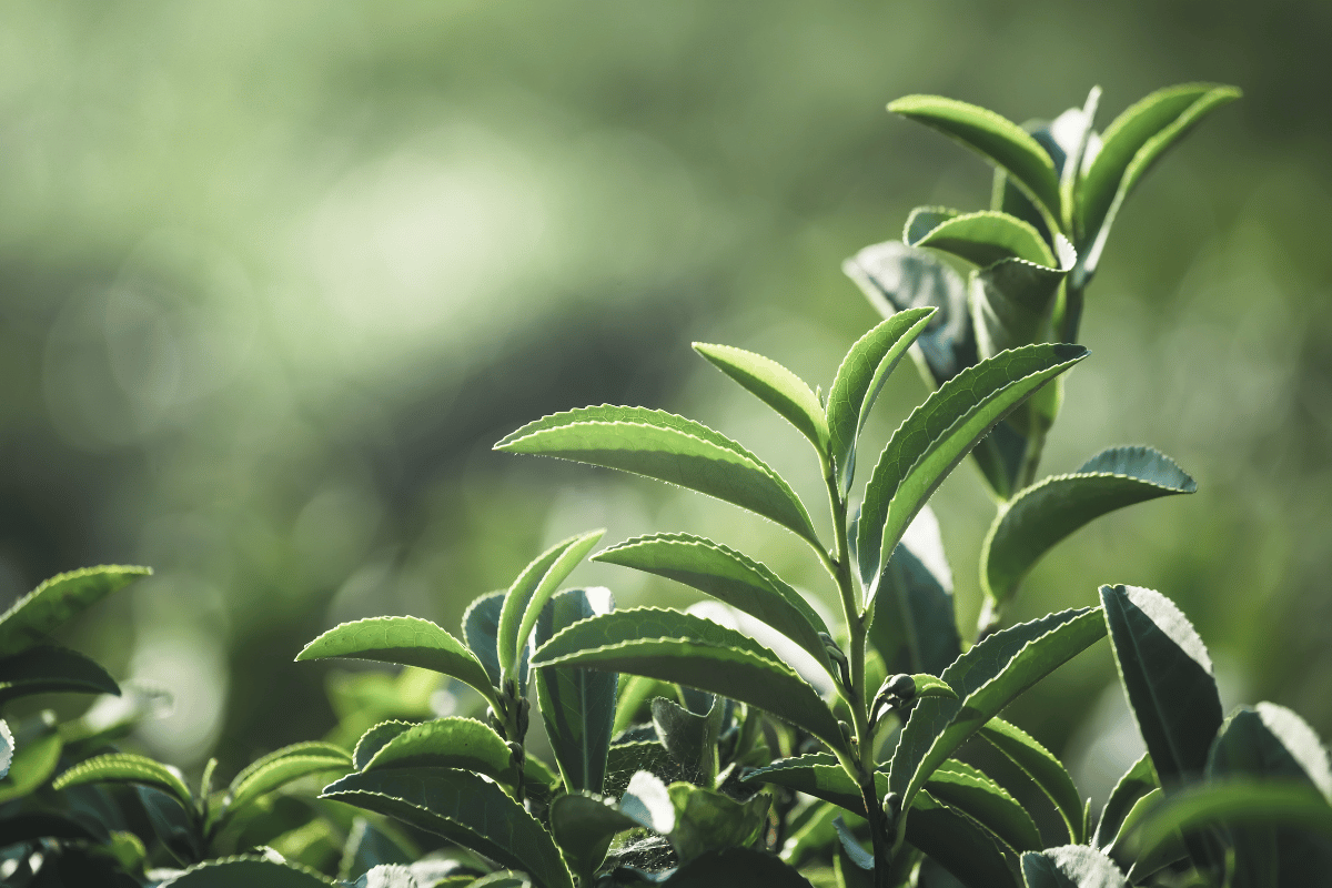 Biostimulants in fruit crops, a sustainable approach Biostimulants in fruit crops, a sustainable approach