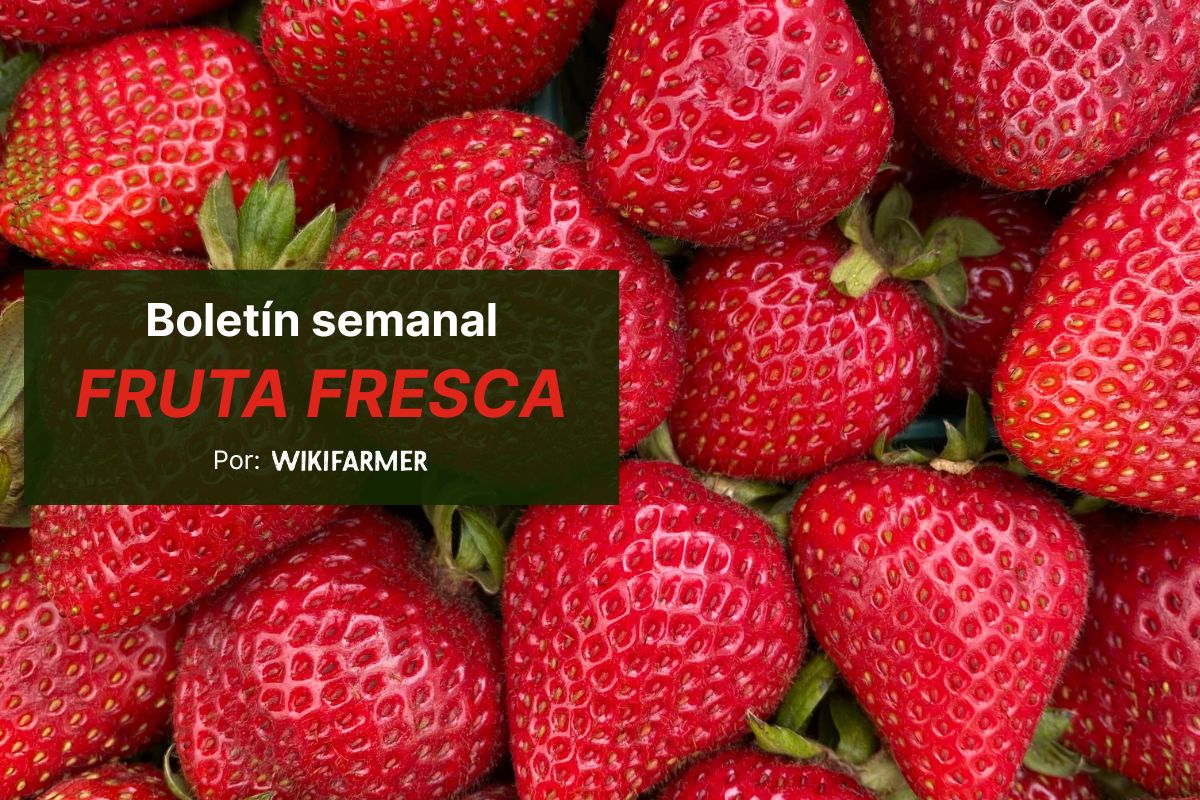 La campaña de la fresa alcanza su punto álgido mientras los cítricos entran en su recta final
