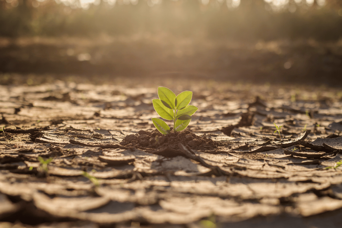 Climate-smart crop management for heat, frost, and extreme weather