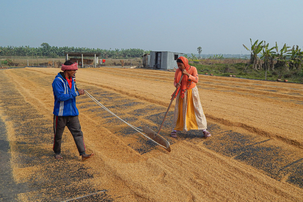 How Indian farmers adapt to climate uncertainty, one decision at a time