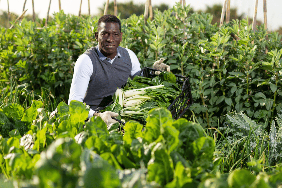 How conservation farming with drought-tolerant crops raised yields in Zimbabwe