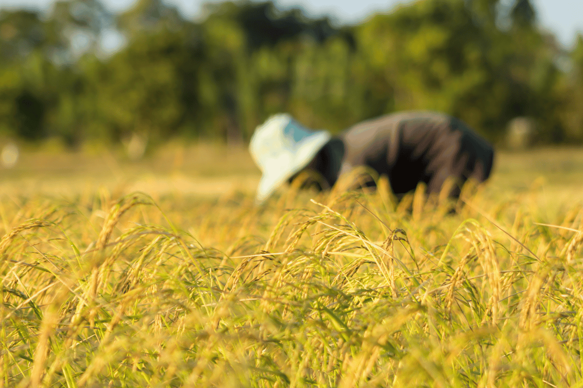 How food insecurity shapes and scars the lives of adolescents