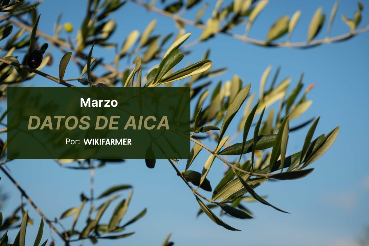 Los datos de AICA de marzo sitúan la producción acumulada de aceite de oliva en España en 1,28 millones de toneladas