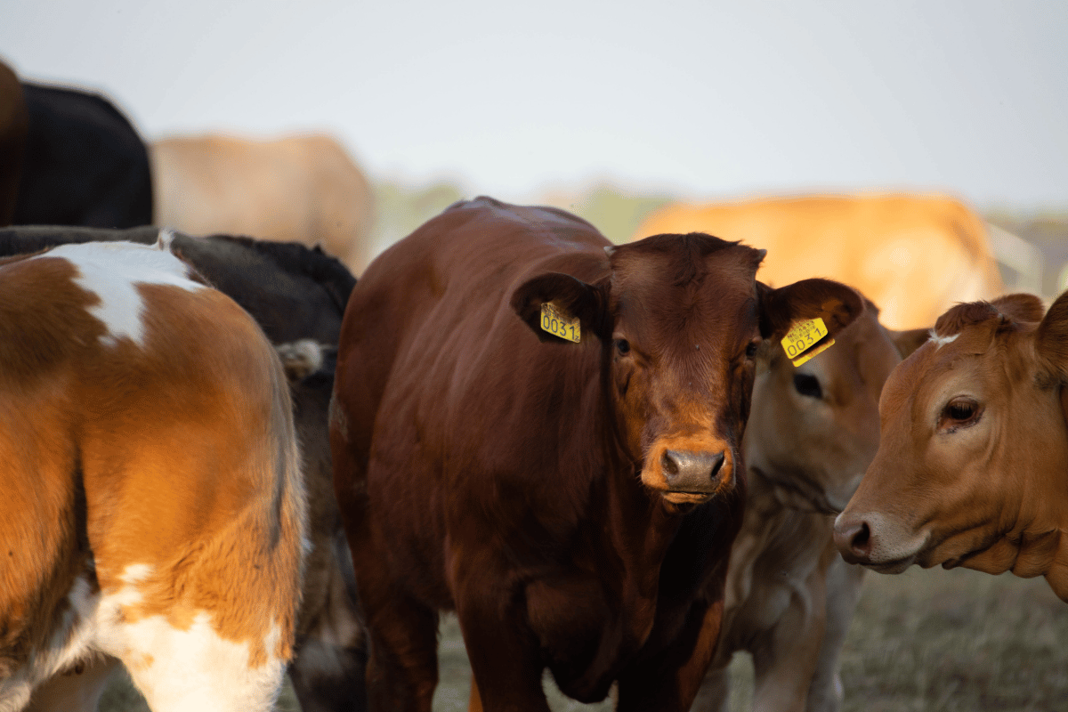 Redefining efficiency in beef production through genetics, nutrition, and sustainability