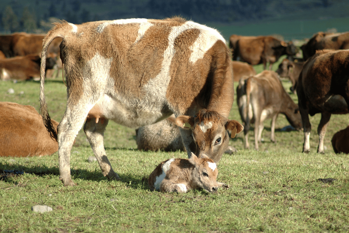 Weaning strategies in cow-calf contact systems and their impact on health, welfare, and productivity