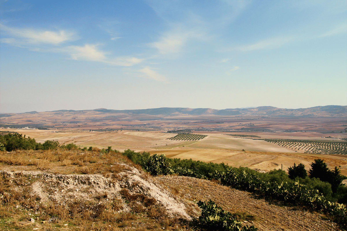 The Mediterranean agricultural sector and its geopolitical challenges The Mediterranean agricultural sector and its geopolitical challenges