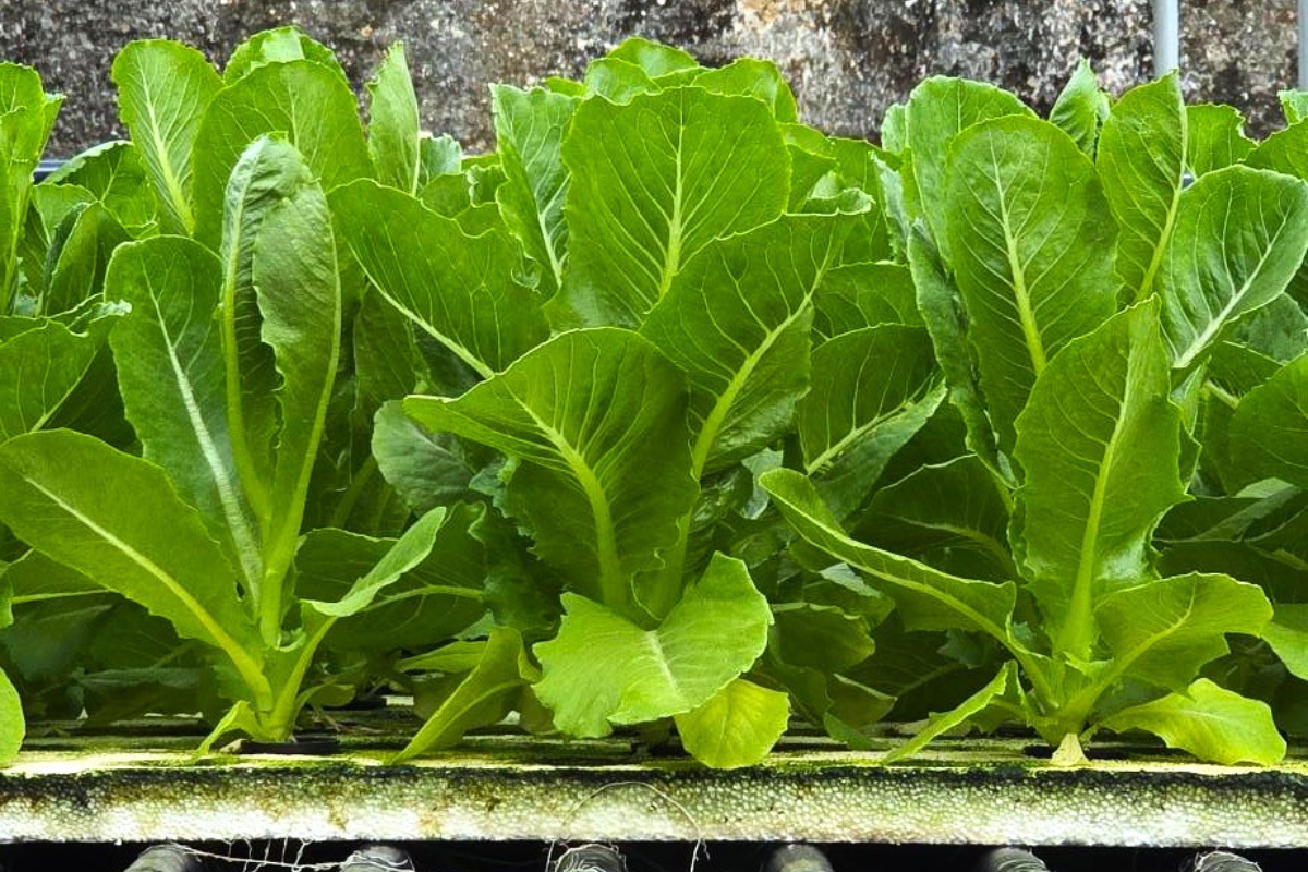 The realities of remote island hydroponics on Christmas Island