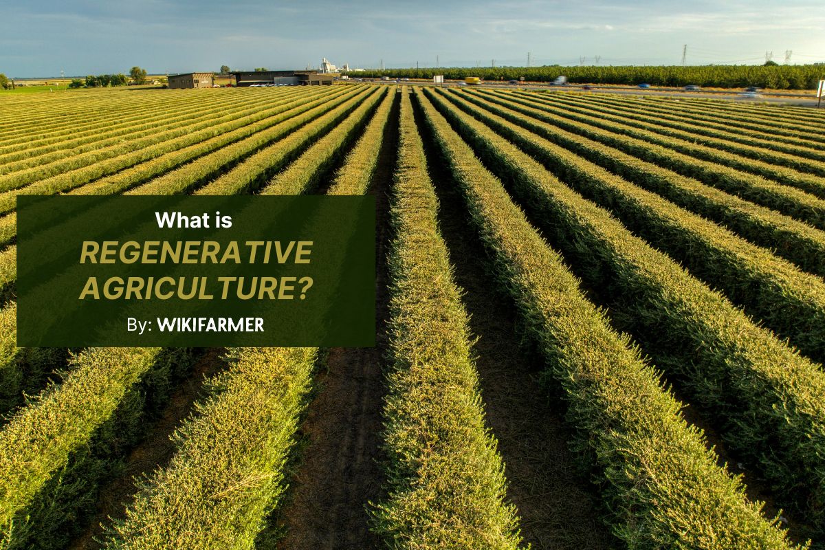 What is regenerative agriculture What is regenerative agriculture?