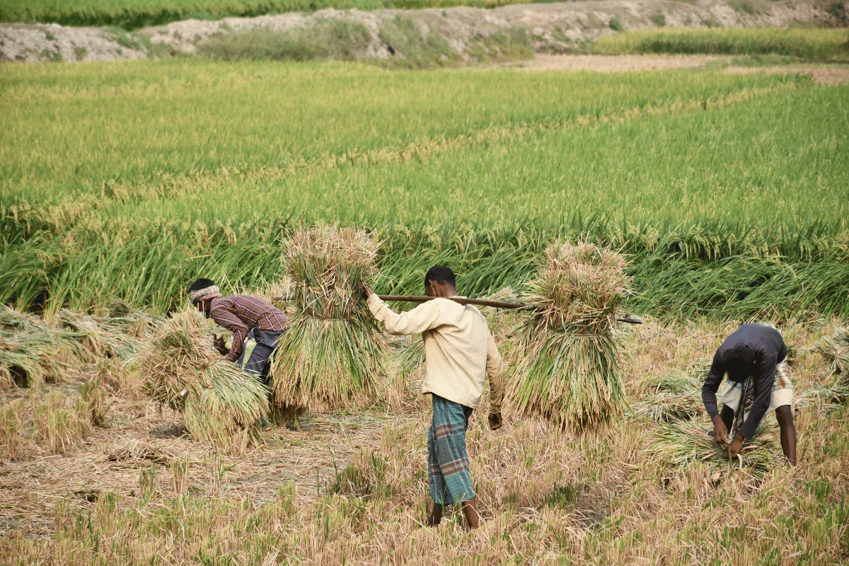 Why smallholder farms struggle to make profit and how to fix it