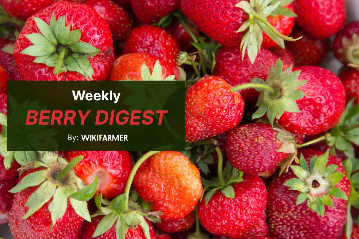 Wikifarmer Weekly Berry Market Digest Spanish strawberry prices hit campaign low as northern Europe commands premium