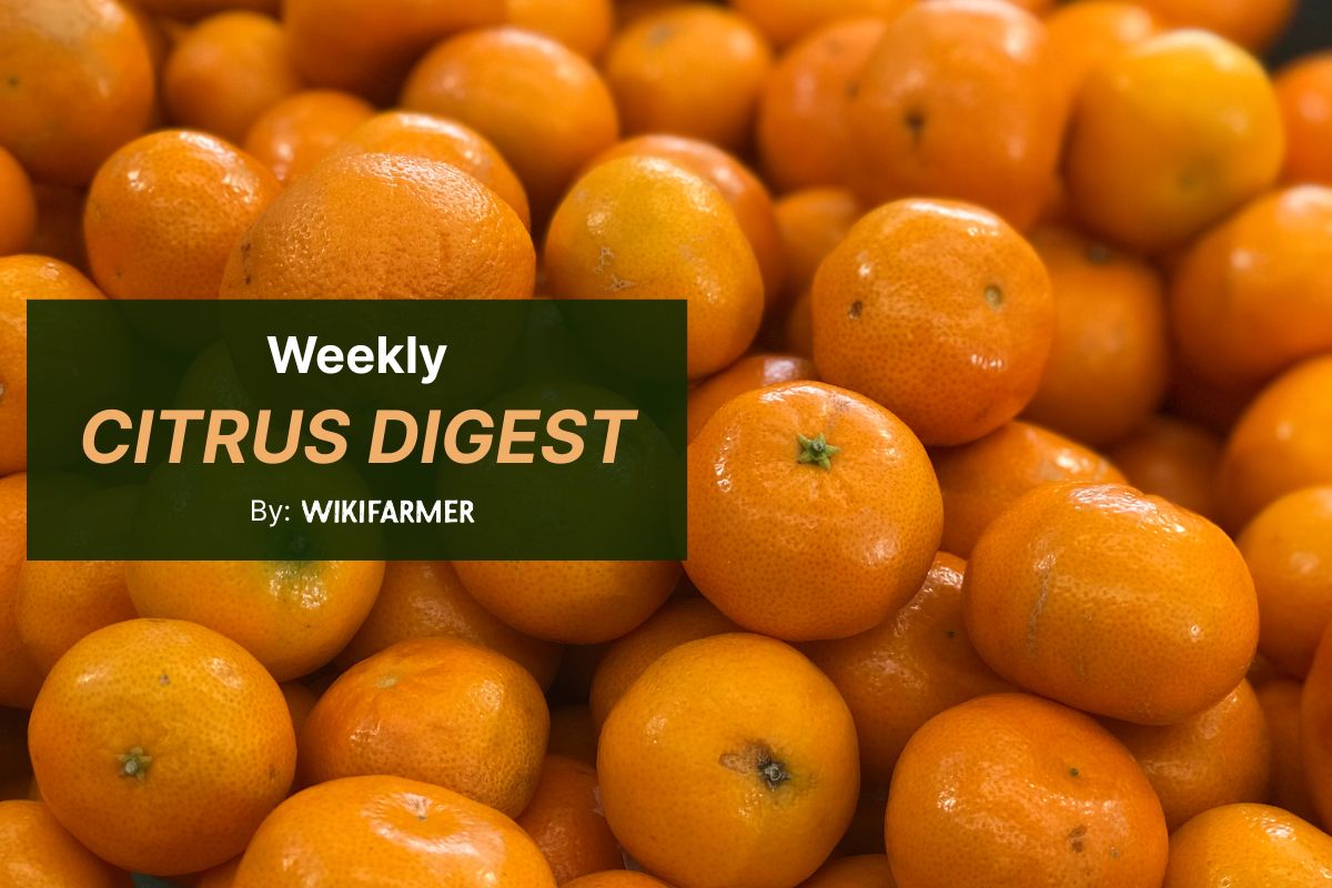 EU citrus: Lemons tighten, mandarins diverge, and oranges near end
