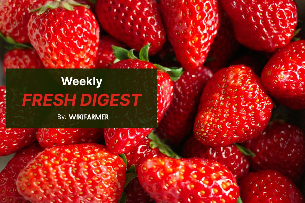 Wikifarmer Weekly Fresh Fruit Market Digest Strawberry wholesale prices hit 2026 low as EU peak supply arrives