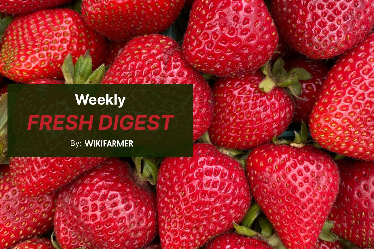 Wikifarmer Weekly Fresh Fruit Market Digest Strawberry season peaks, citrus enters late-season phase