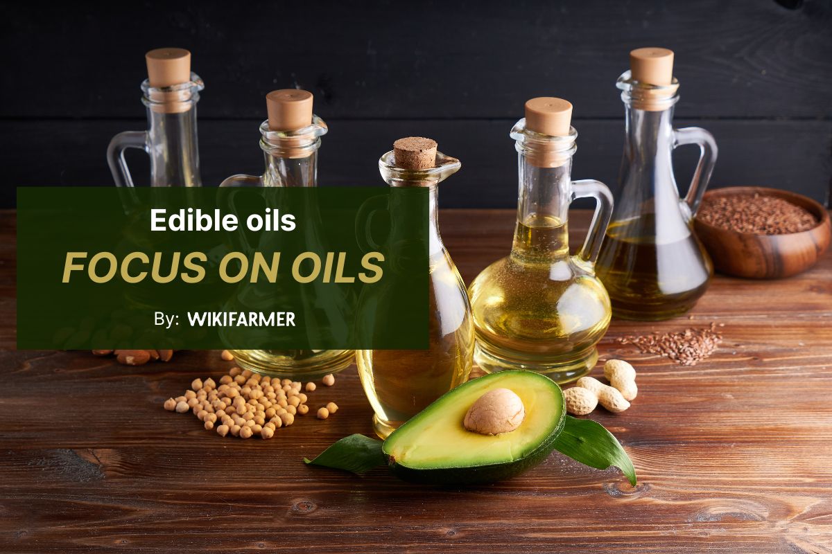 Global vegetable oil markets: Supply, trade, and diverging regional dynamics