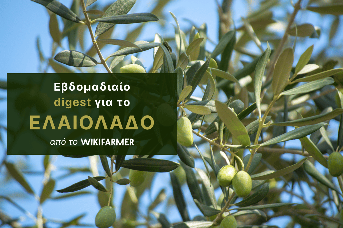 Περιορισμένες συναλλαγές στο ελαιόλαδο με την αγορά να στρέφεται στη νέα σοδειά