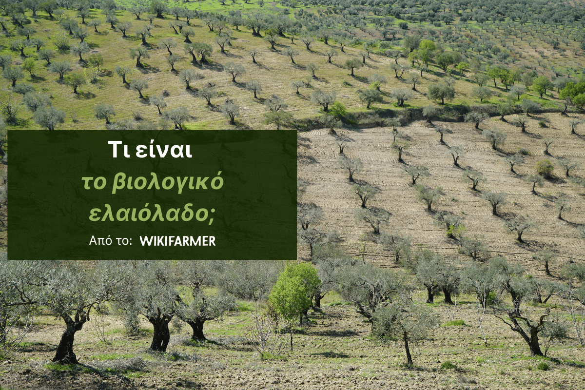 Τι είναι το βιολογικό ελαιόλαδο Τι είναι και πώς παράγεται το βιολογικό ελαιόλαδο