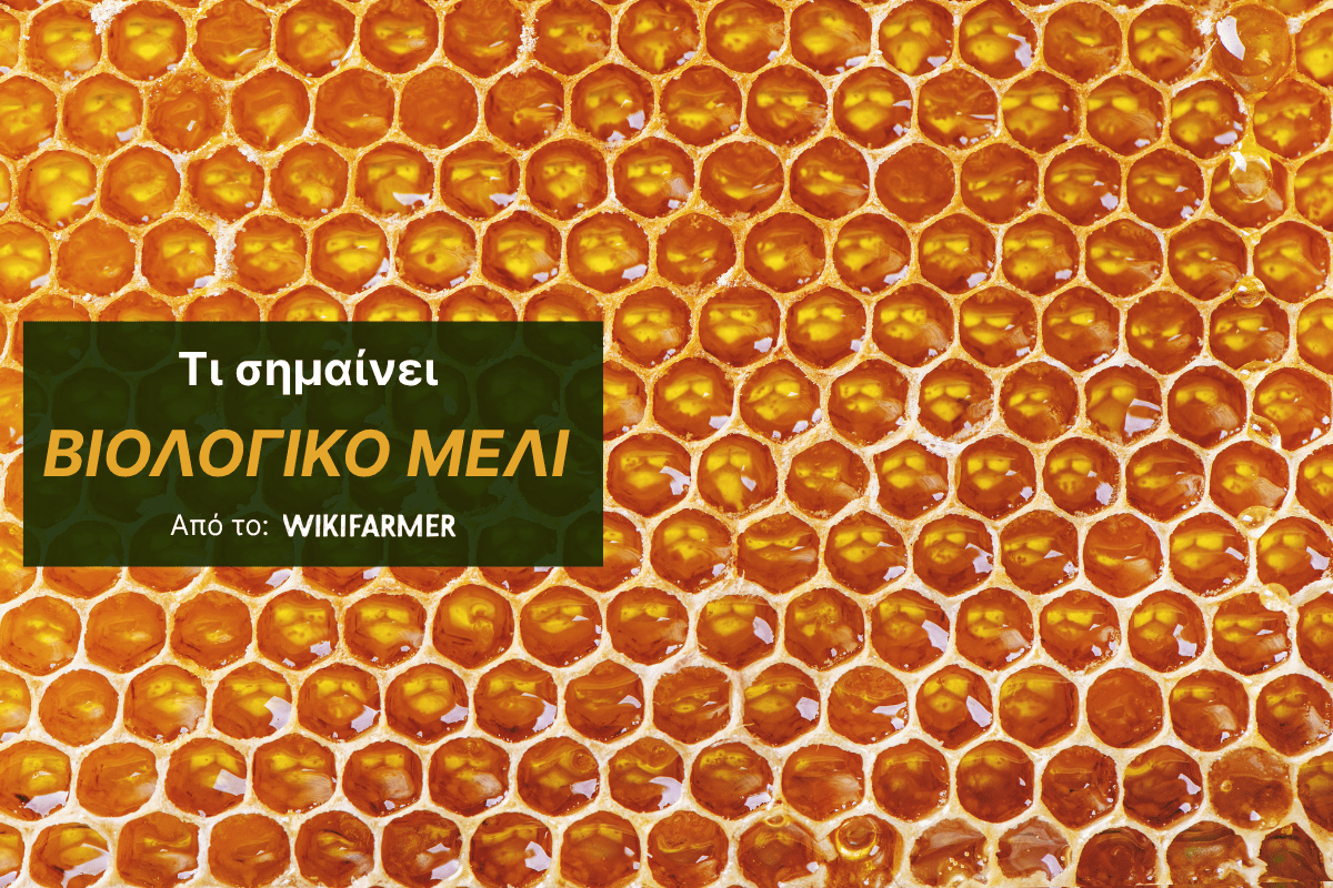 Όλα όσα πρέπει να ξέρετε για το βιολογικό μέλι Όλα όσα πρέπει να ξέρετε για το βιολογικό μέλι